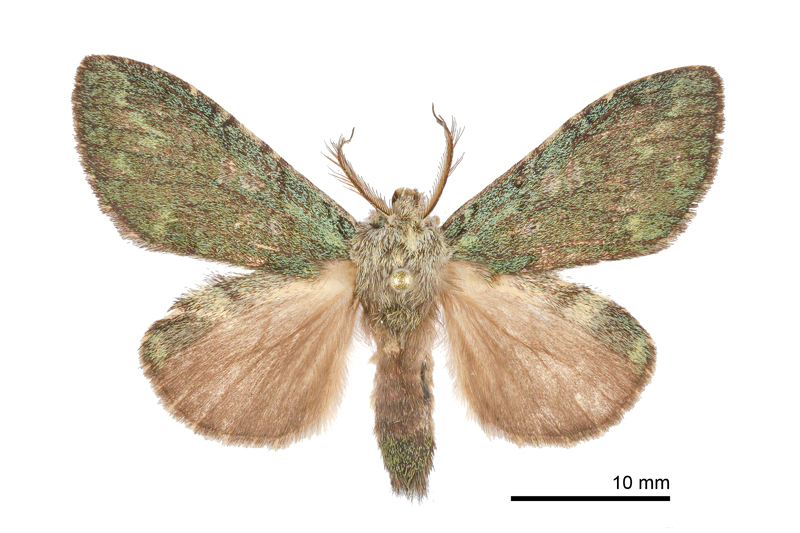 Syntypistis viridipicta Male